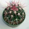 Ferocactus_pilosus